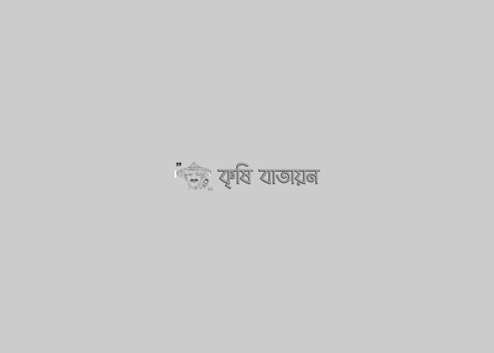 গোলাপ চাষ। টবে গোলাপ চাষ পদ্ধতি ও গোলাপের পরিচর্যা